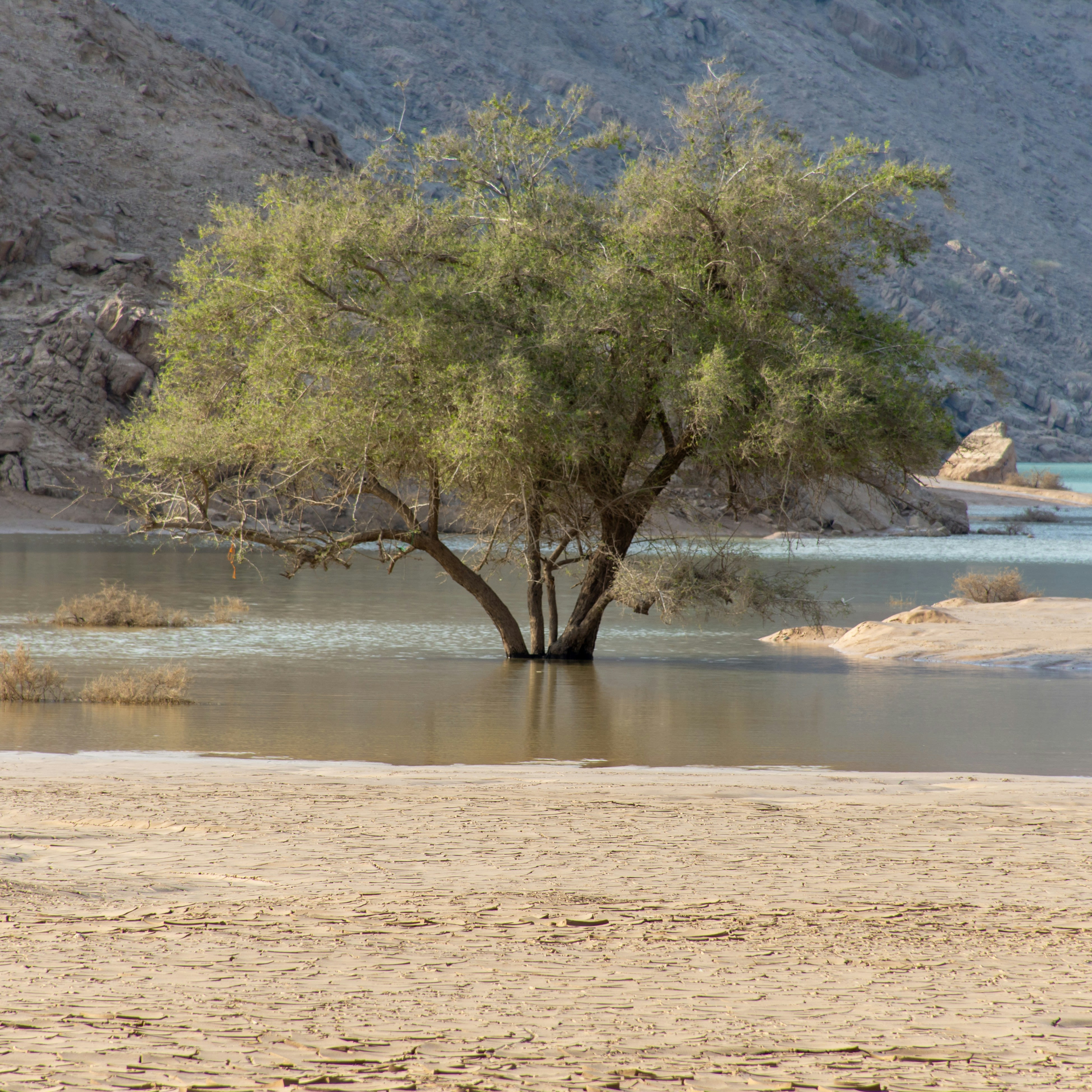 brown tree near body of water during daytime